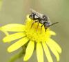 Epeolus sp.